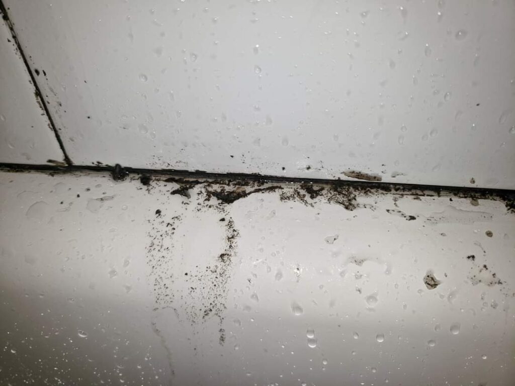 after cleaning mold the smell keeps coming back